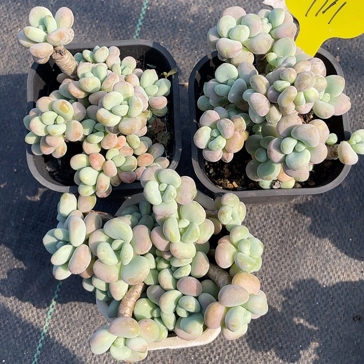 三盆香水洛神多肉111