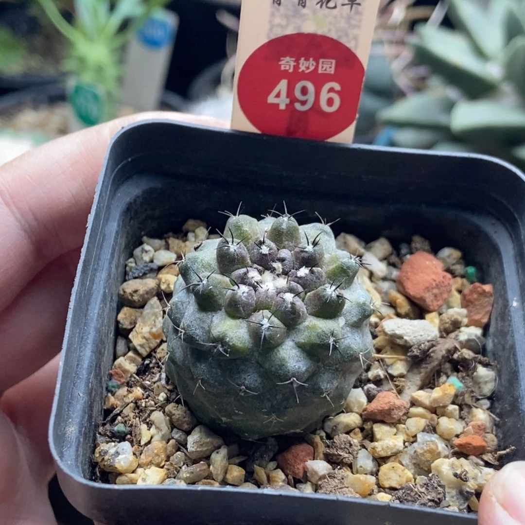 实生有刺尤仙人3cm一棵仙人球
