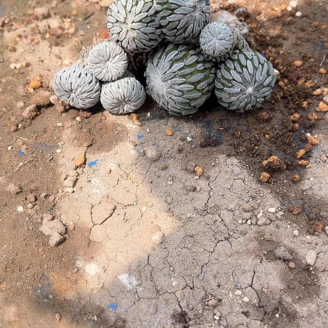 清***风青风3个丸子好好好