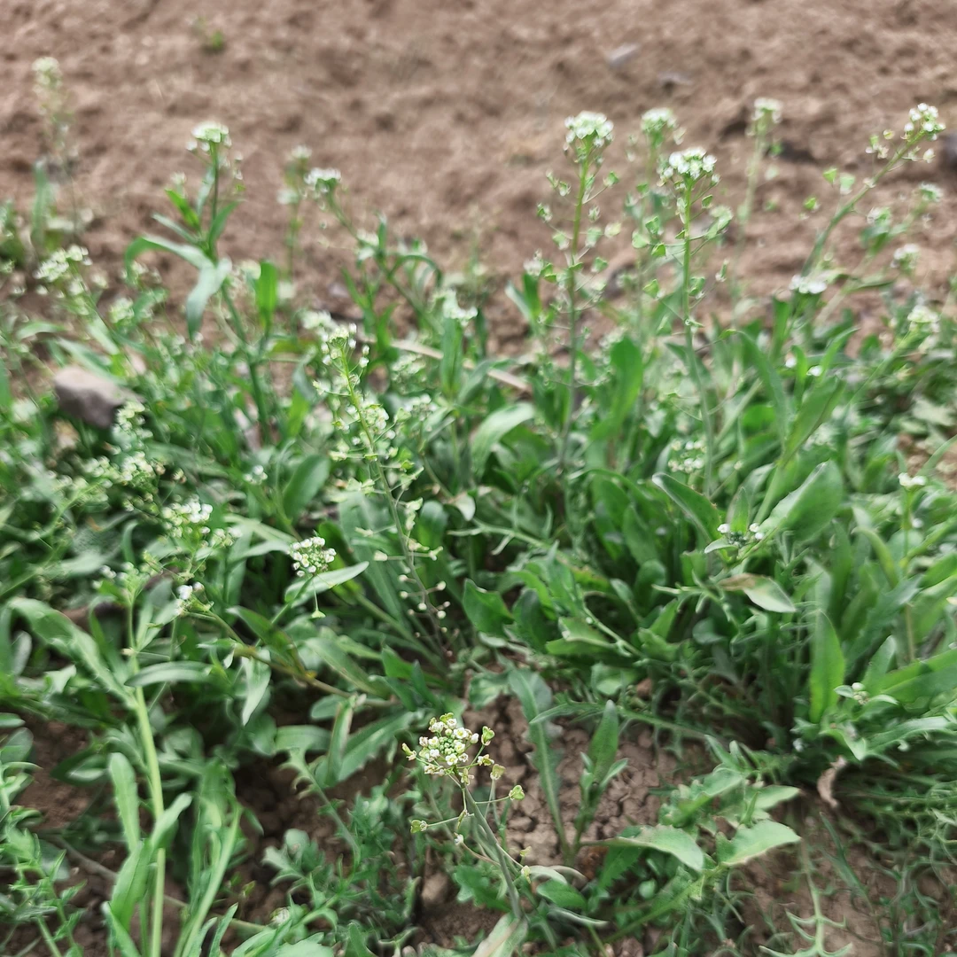 老荠菜煮鸡蛋纯野生小叶香荠菜整棵
