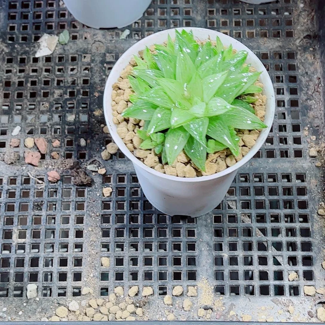 白砂糖玉露一勿一拍