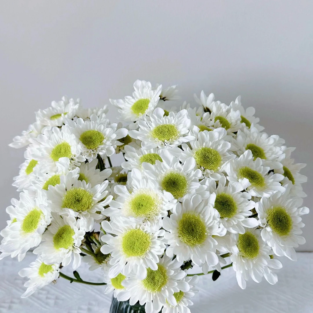 【半岛花铺】瑞白小雏菊 任意两单升级顺丰冷链包邮鲜切花