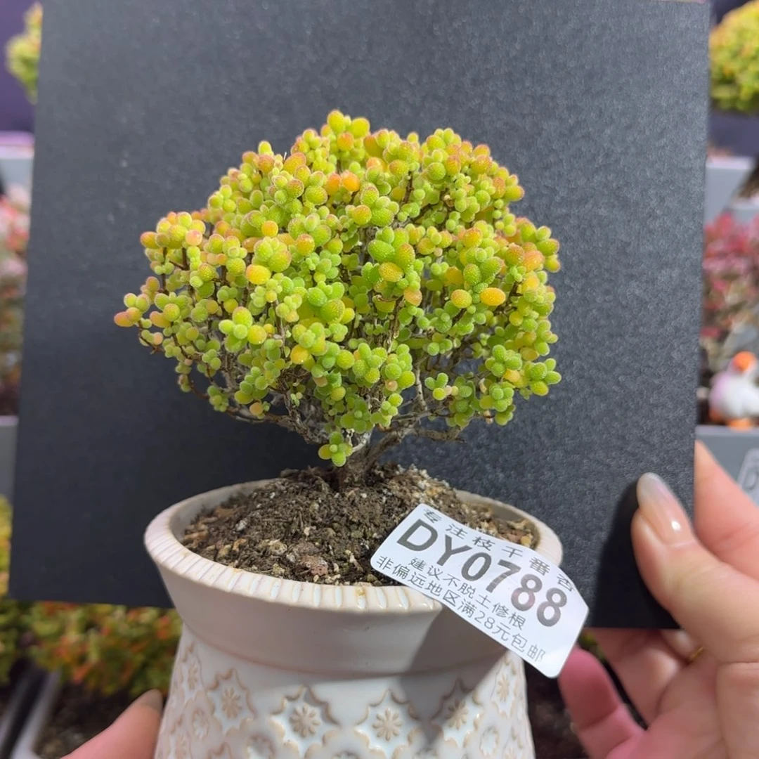 dy0788精控金桔老桩直杆三岔冠服8.5cm带盆