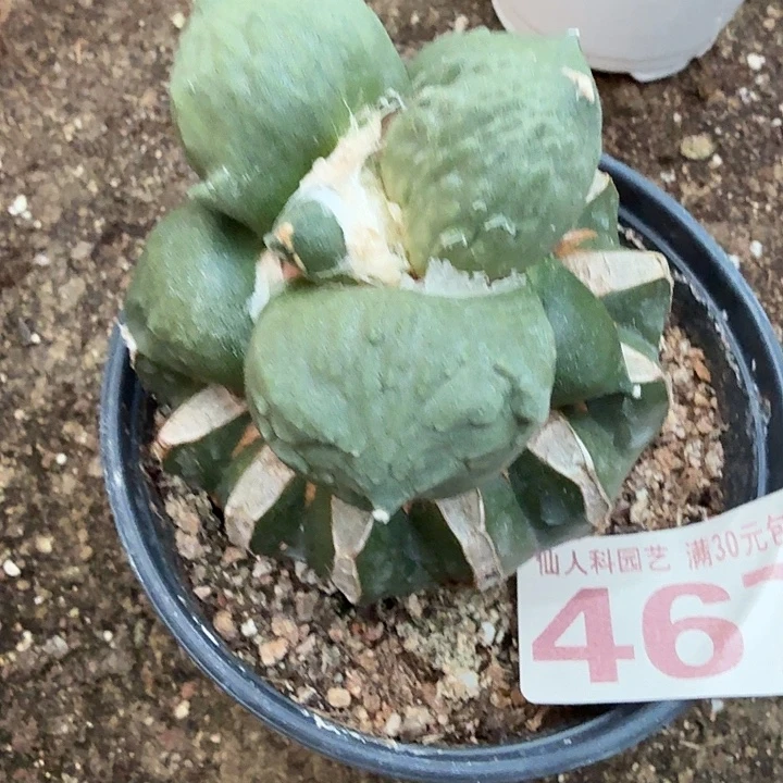 无花朵467大型体蛋怒东六