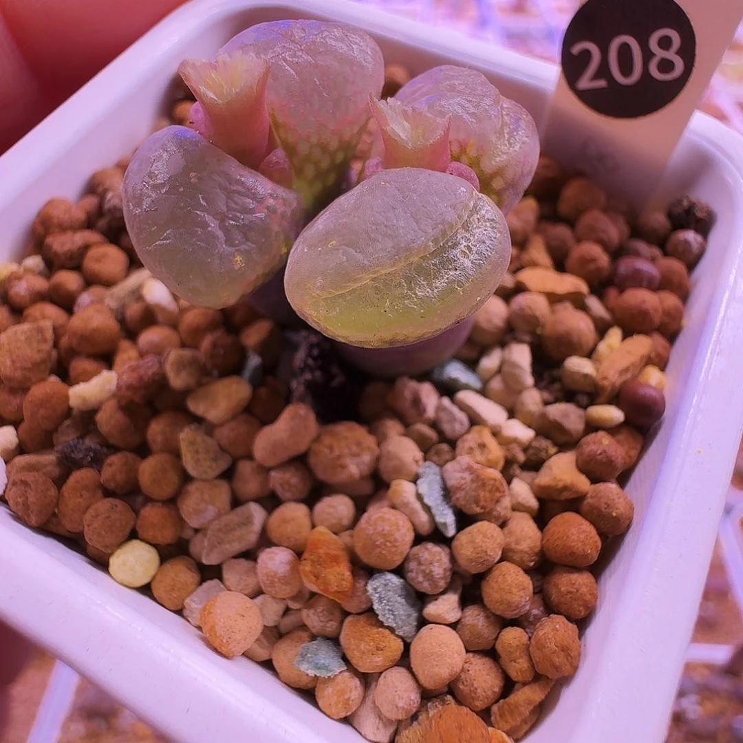 多肉植物福利肉锥208