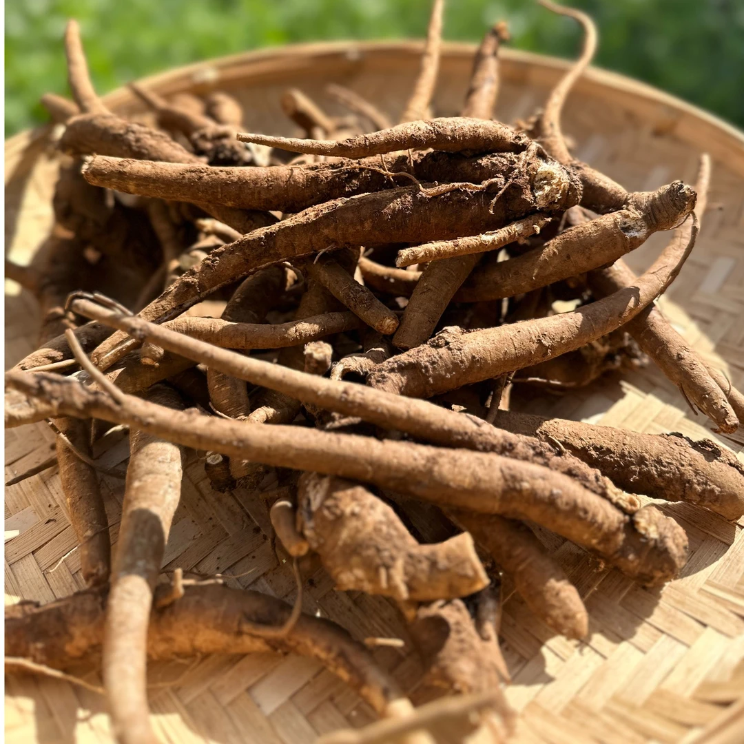 云南高山甄选新鲜当归