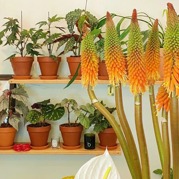 【火炬花】花期巨长懒人花材夏季必入节节高升步步生花顺丰1单包邮