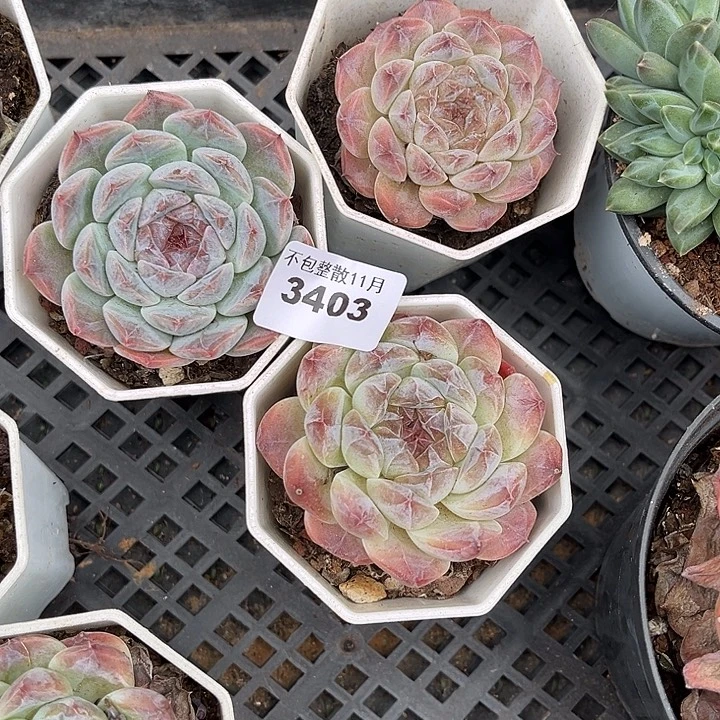 阿雅园艺。        3403冰魄三颗