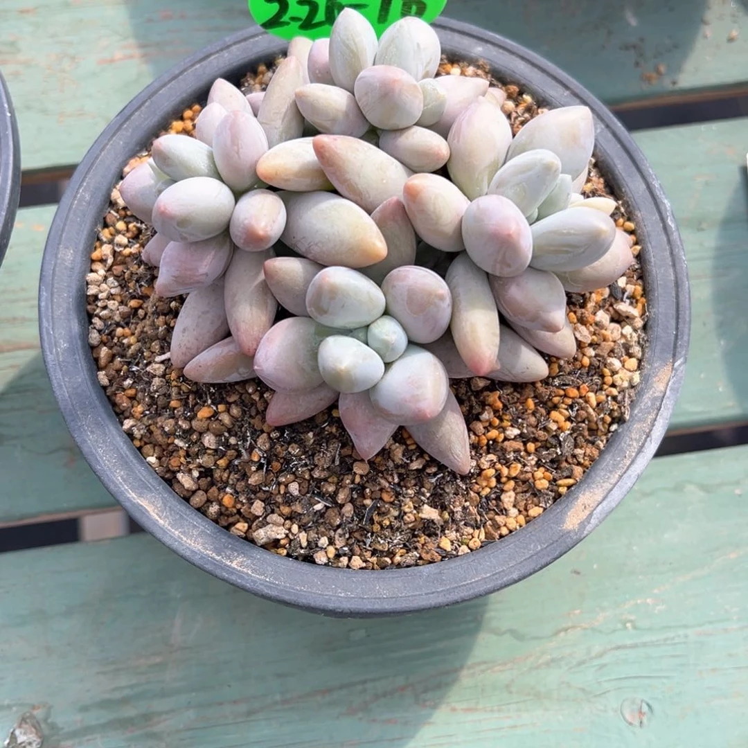 请****?2.26.16企鹅多肉