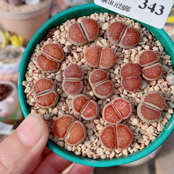 生石花花花花花花343