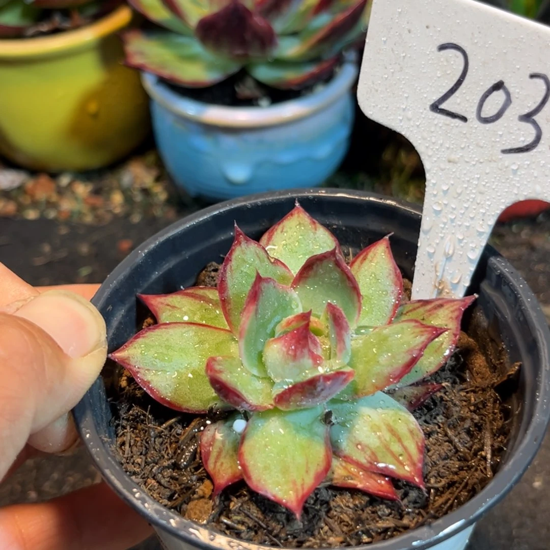 惊鸿仙子多肉植物203