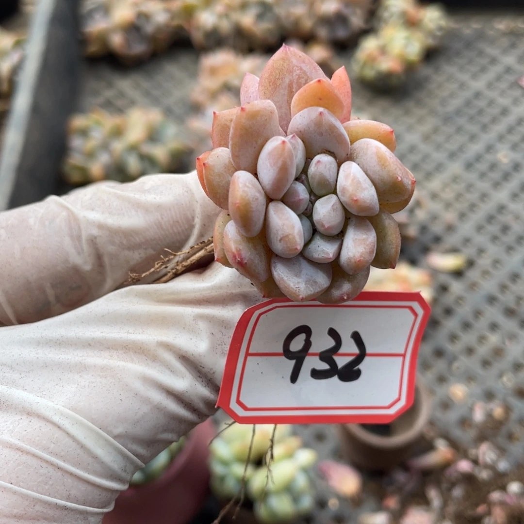 932号一颗20包邮新疆西藏不发