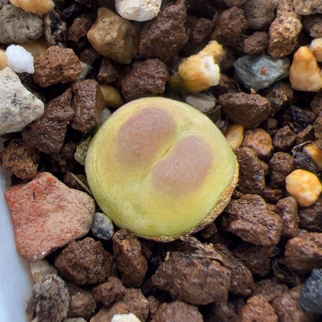 0773号拉登 多肉植物