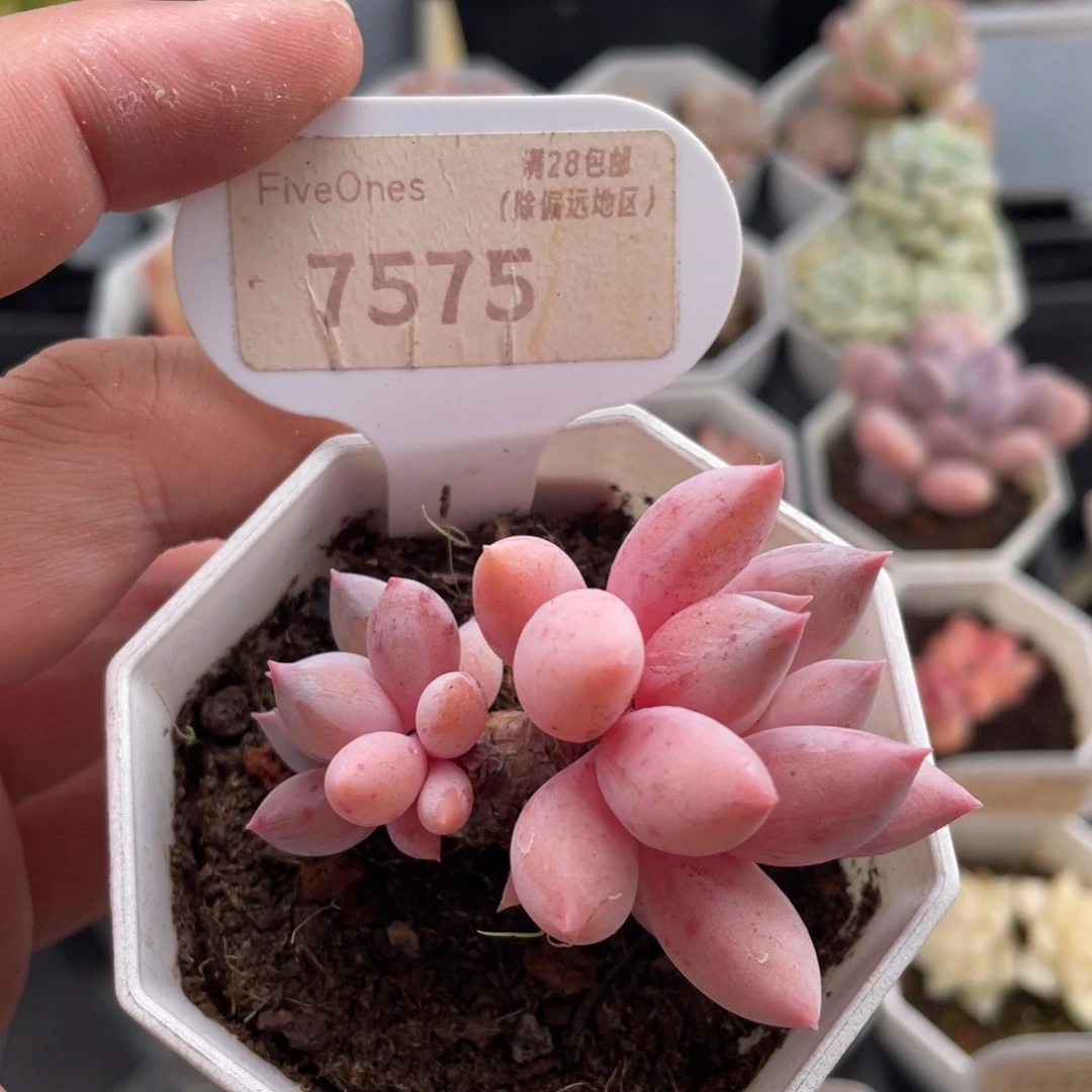 所罗门7575-5.5厘米