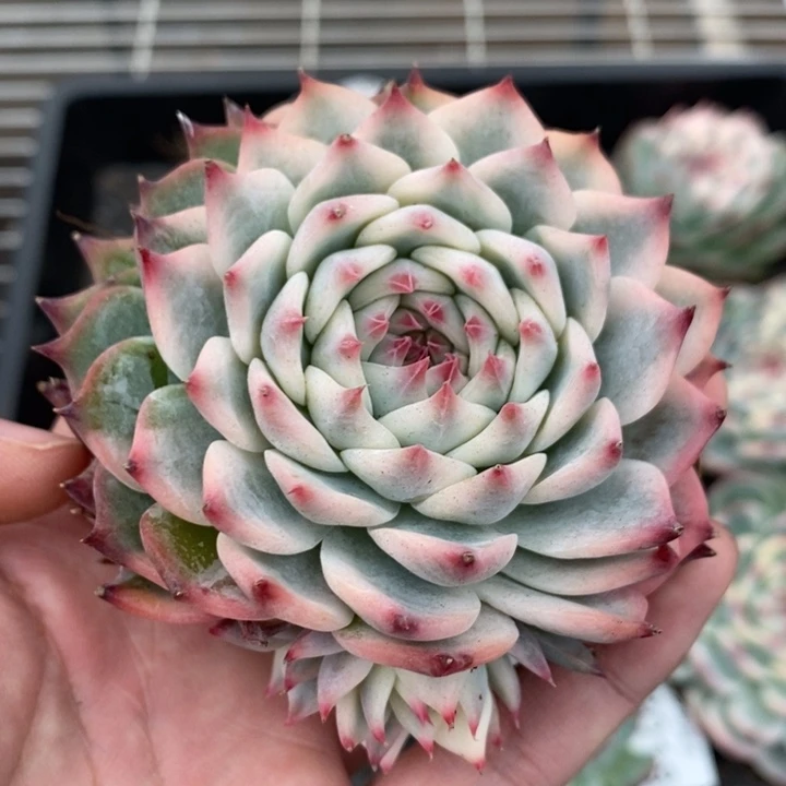 吉娃娃锦多肉植物A3027