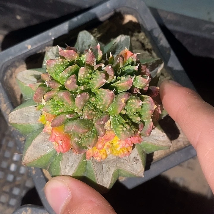 苗接哥斯拉牡丹锦群