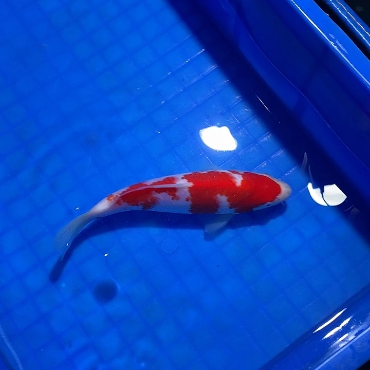 锦鲤锦鲤活鱼开箱包活