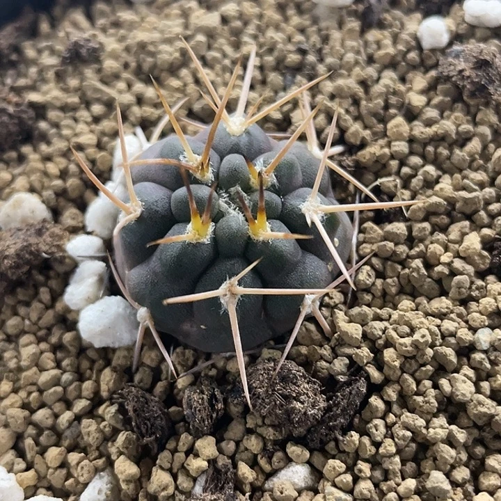 摩天龙实生仙人球