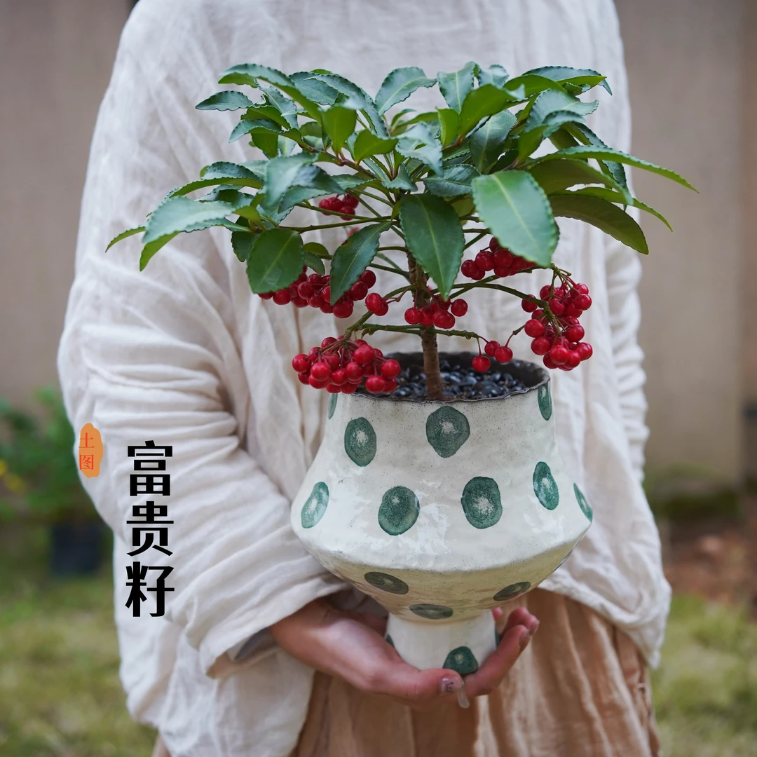 富贵籽年宵花室内观果绿植室内绿植盆栽新年礼物