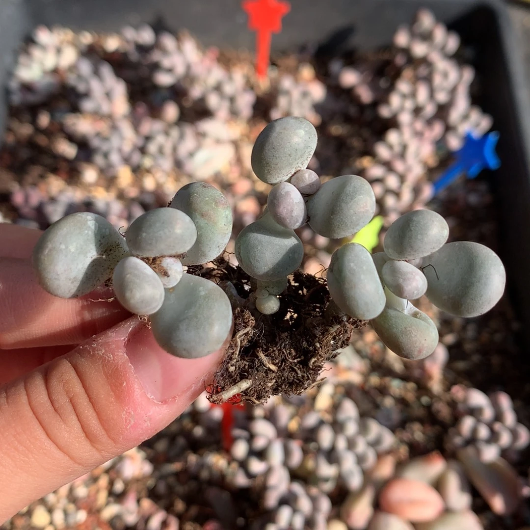 福利水光针多无售后