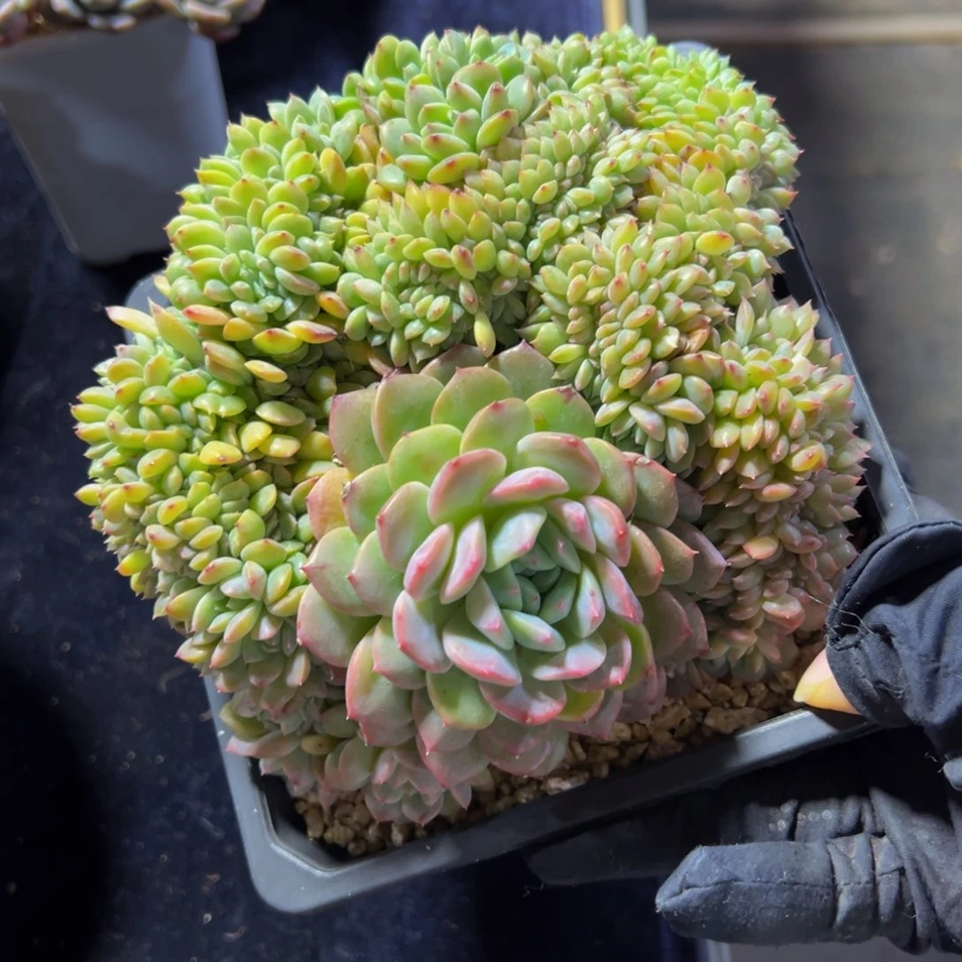 芒***爷冰魄新个体彩虹个体