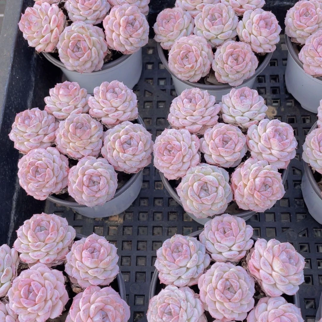 1274号全状态紫透卡布奇诺七个