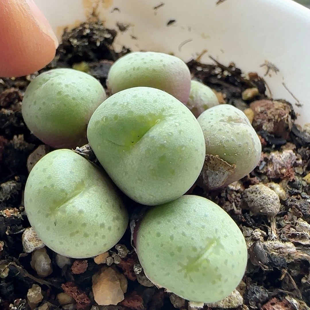 脱土发货哦24172