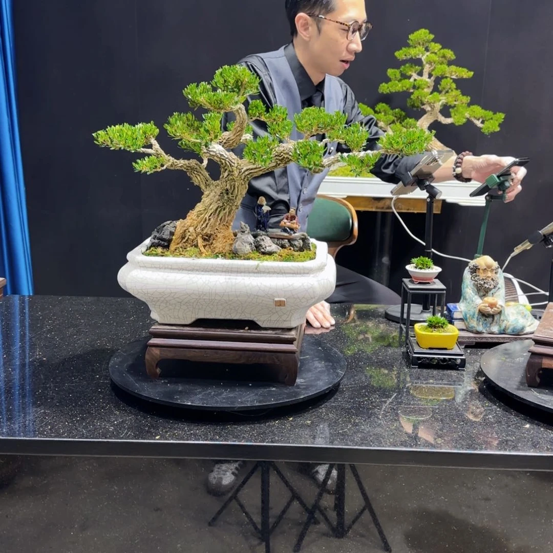 黄杨室内室外盆景艺术