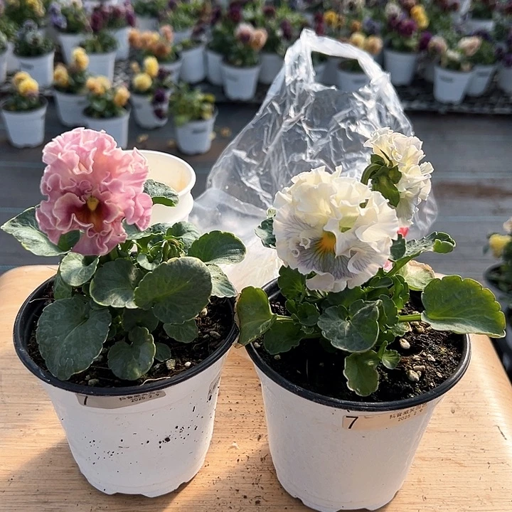 水晶抖音直播闪拍7