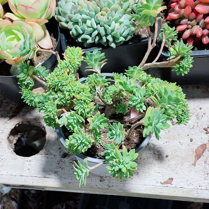 博化妆缀化68一盆555888888888