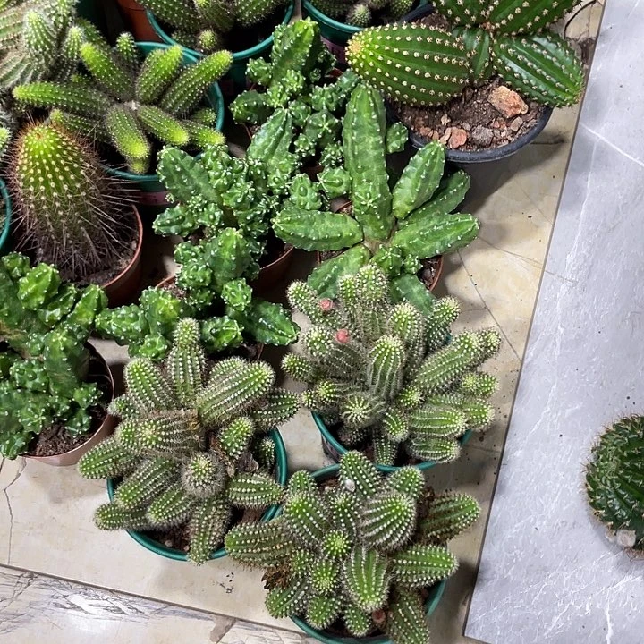 群生多头白檀吕根岛火焰一杯