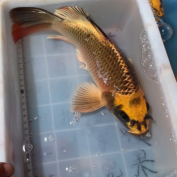 蝴蝶鲤鱼渔场直发直播盆