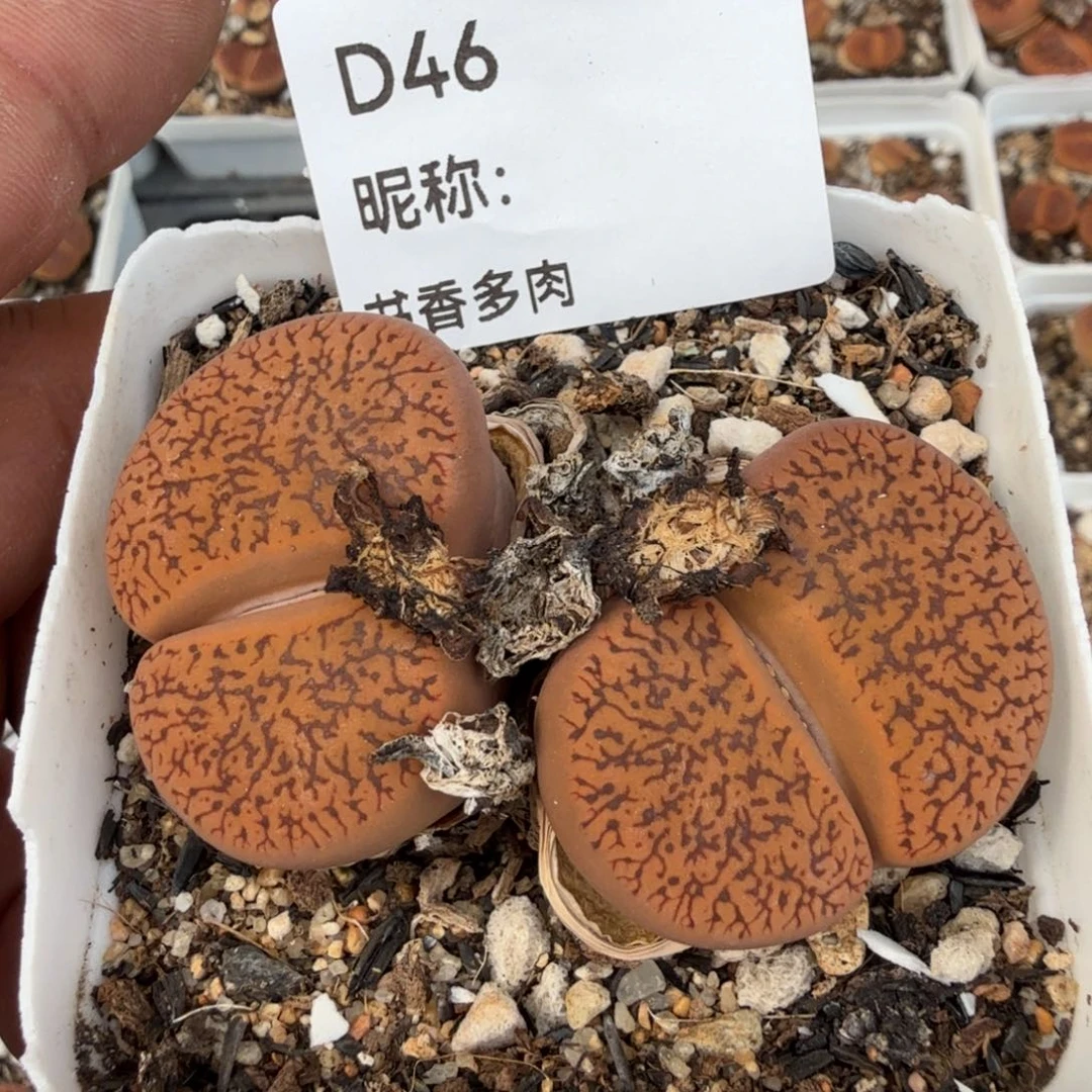 多肉植物多肉植物多肉植物