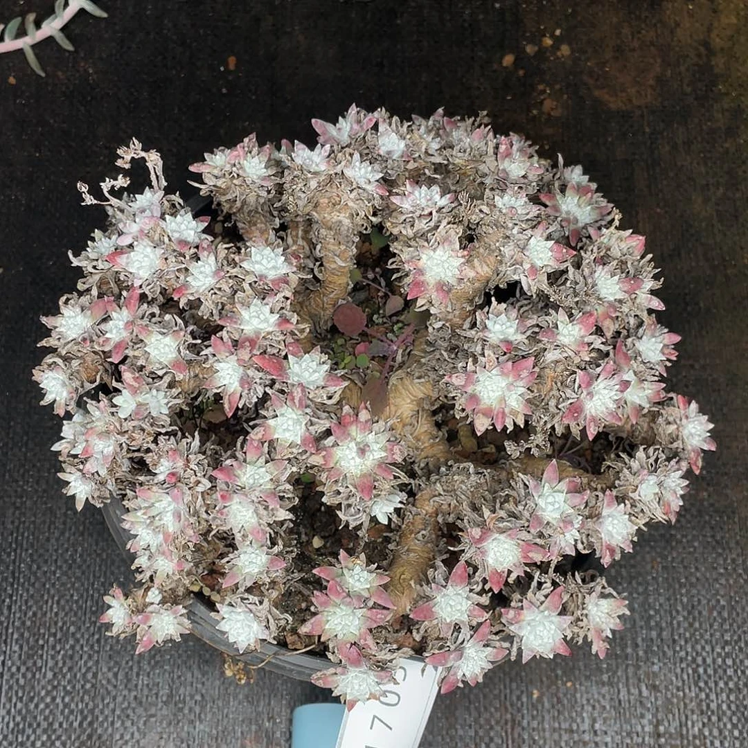 大群多头白菊150头11703