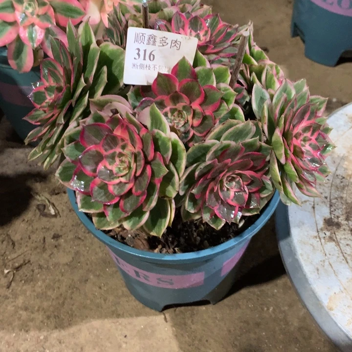 316莲花座多肉植物特价