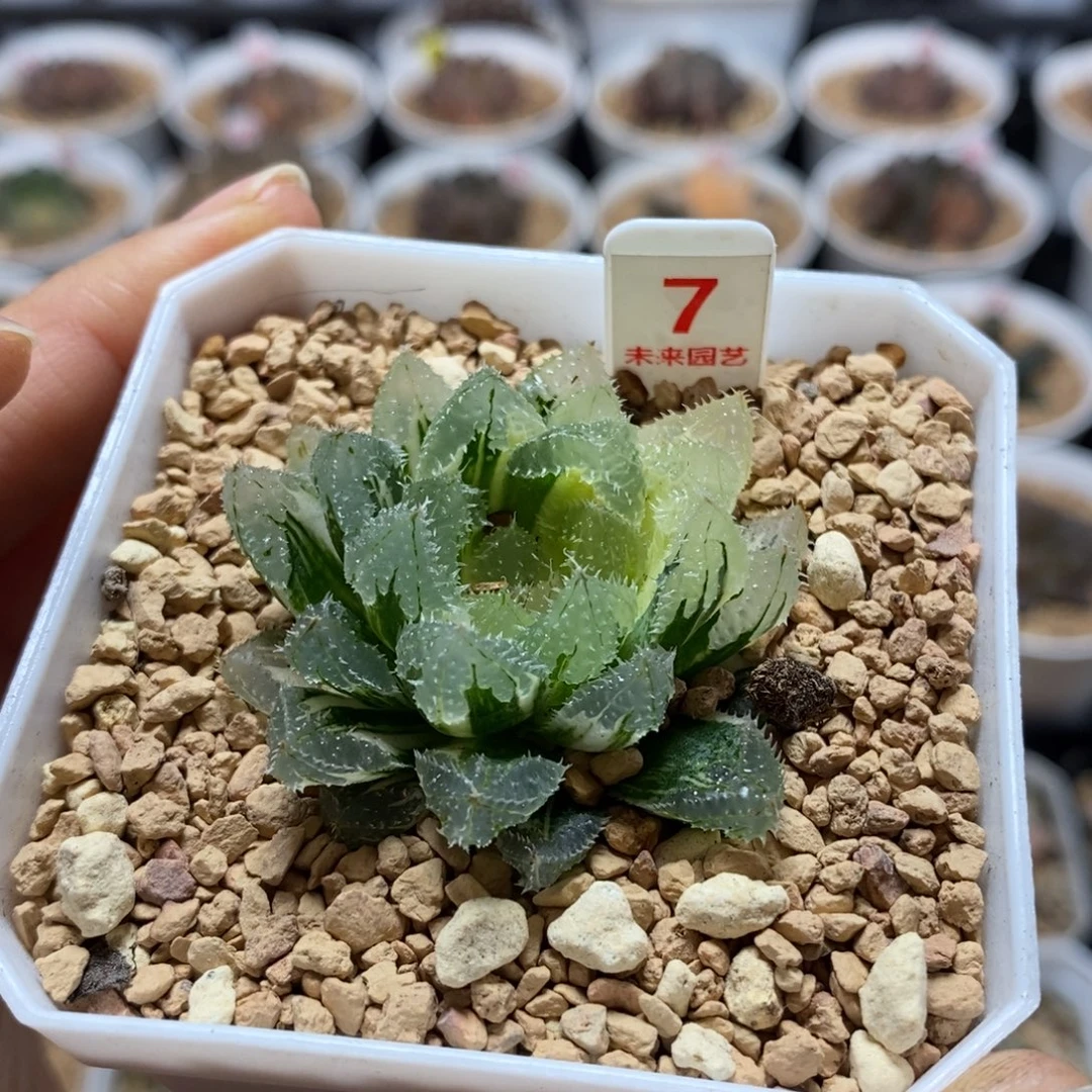 7玄冰玉露锦一物一图