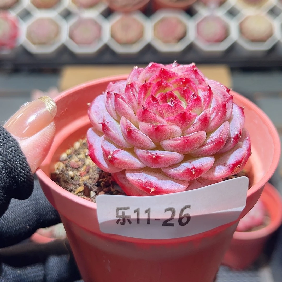 乐11-26 薄荷冰沙