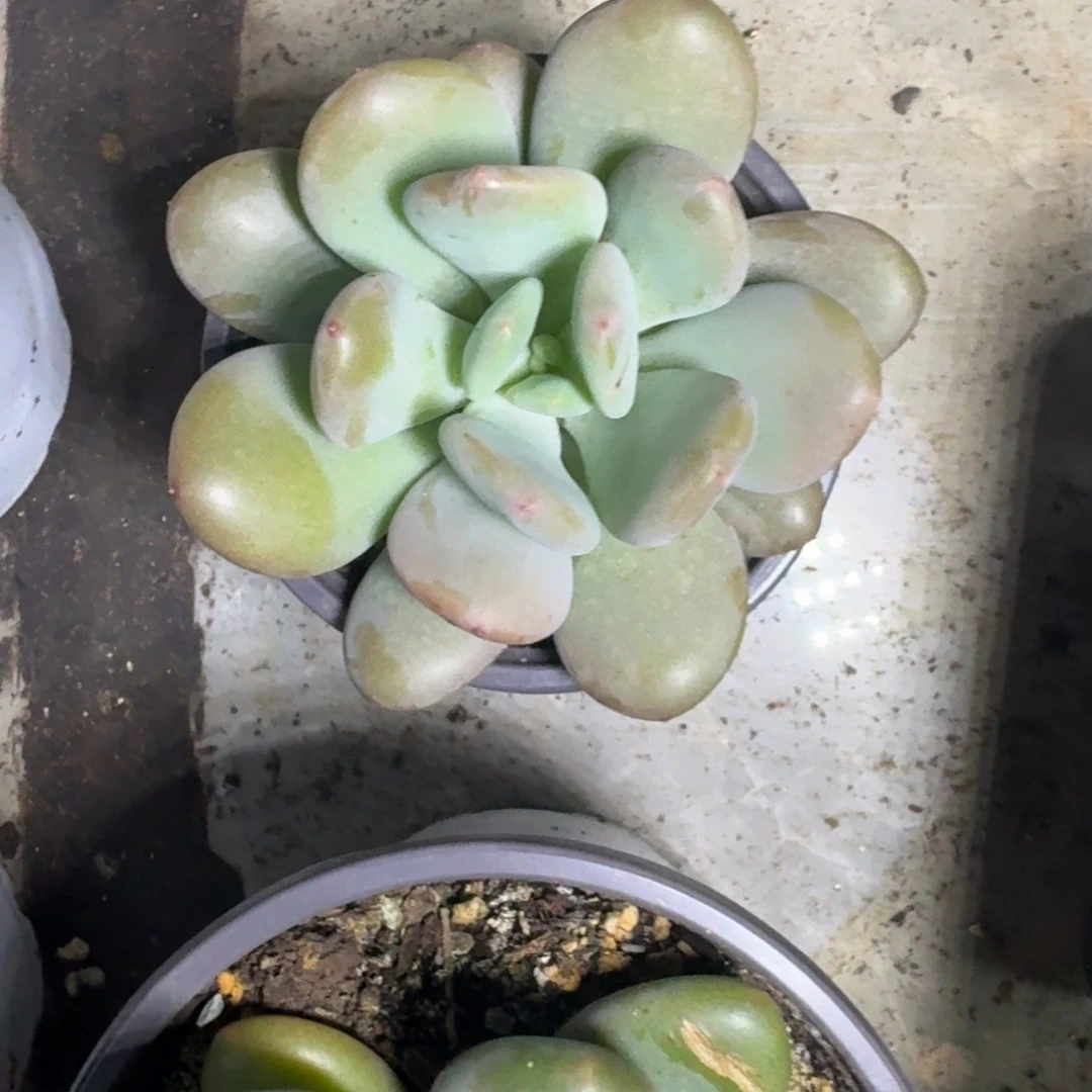 X系列美人新品 一物一拍