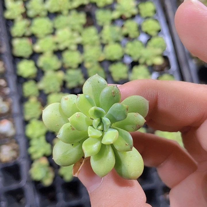 小叮当锦精品多肉