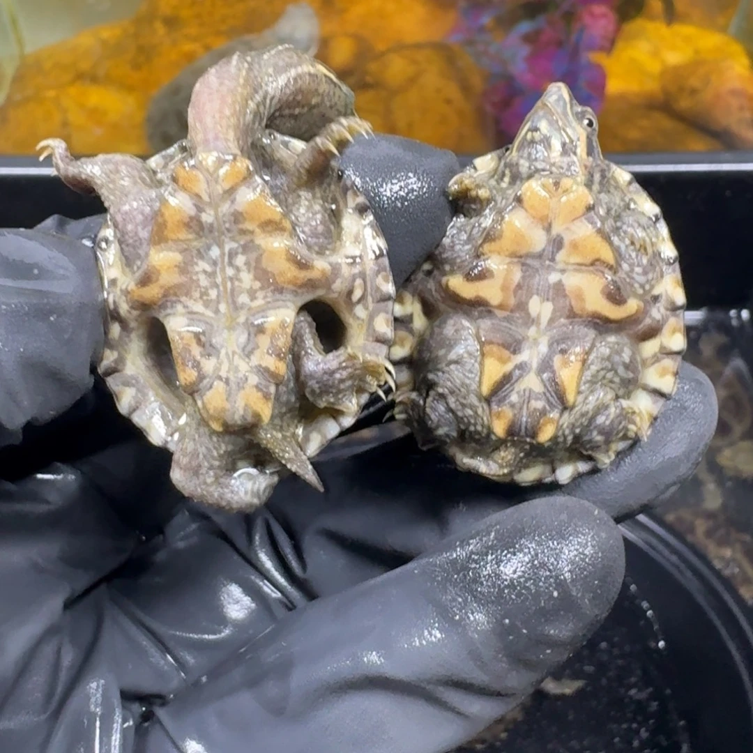 蛋龟不分公母麝香