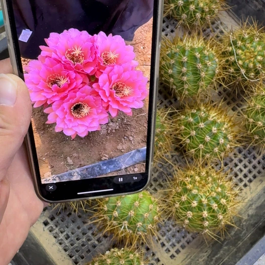 215毛花柱洛瑟尔歪无根侧牙5公分左右，20包邮