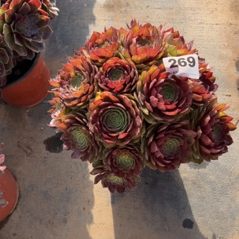 269红魔朵朵多肉，