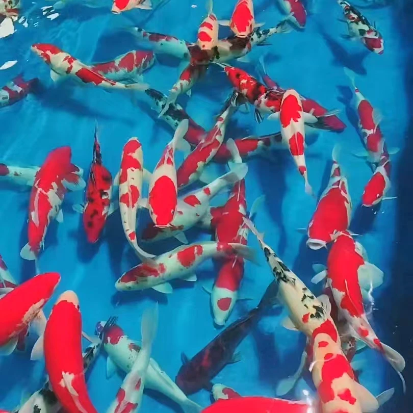【双11特价】单顶红白大正昭和绯血火鲤孔雀锦鲤观赏鱼包损不包邮