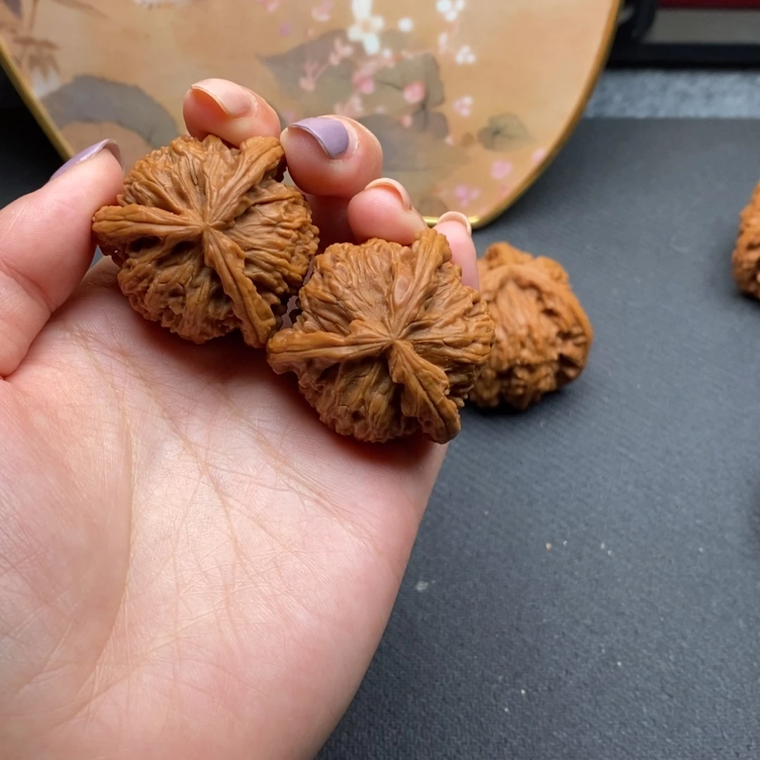 小**学白狮子1111111111