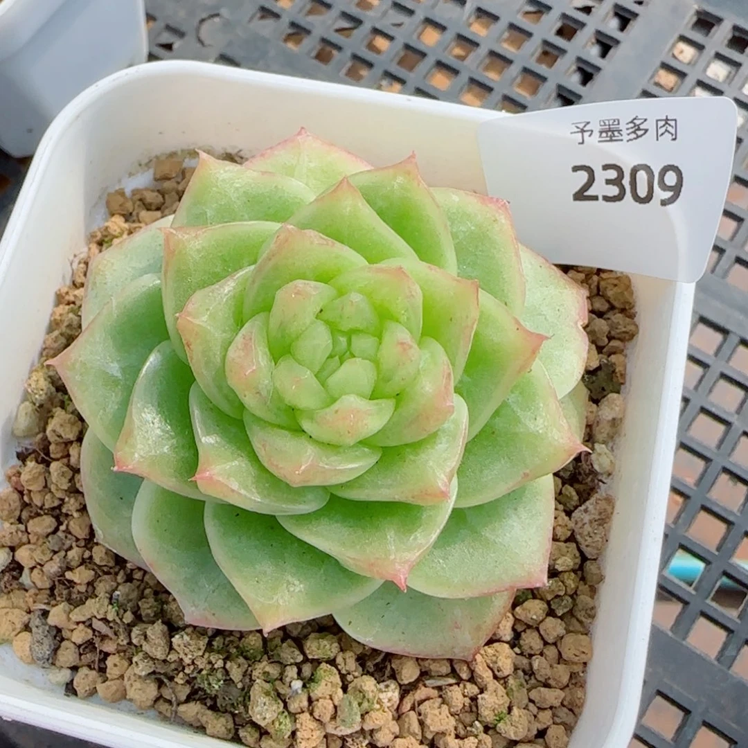孤品珍妮，2309多肉植物