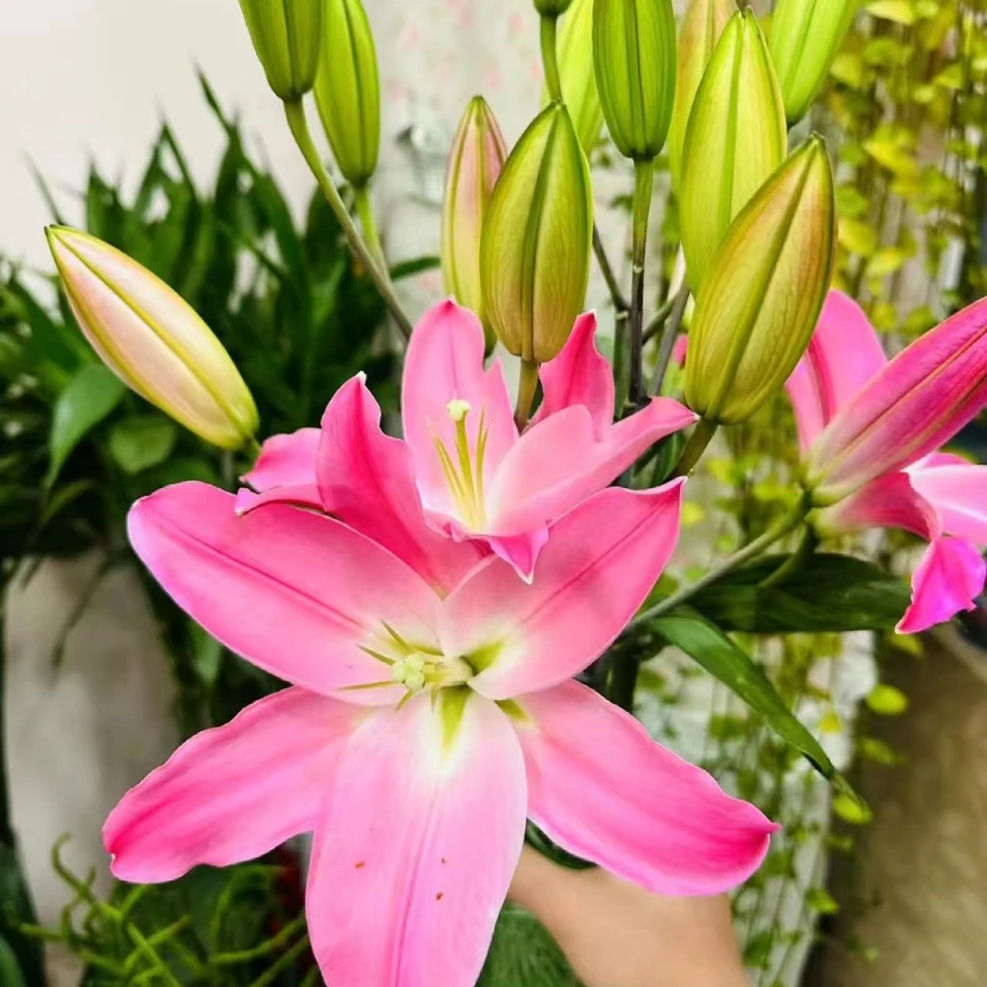【轶11】多头粉公主香水百合 带香味 仙气飘飘的 云南直发