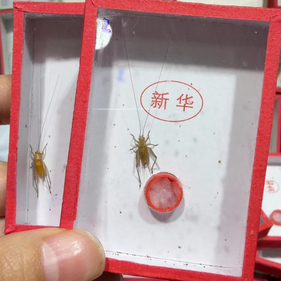 蟋蟀新华中须二条