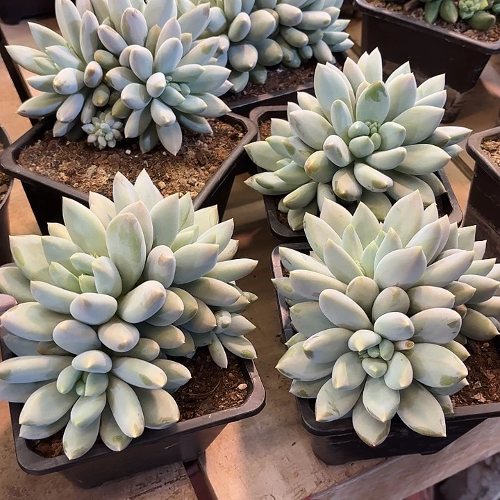 哥特群生精品多肉