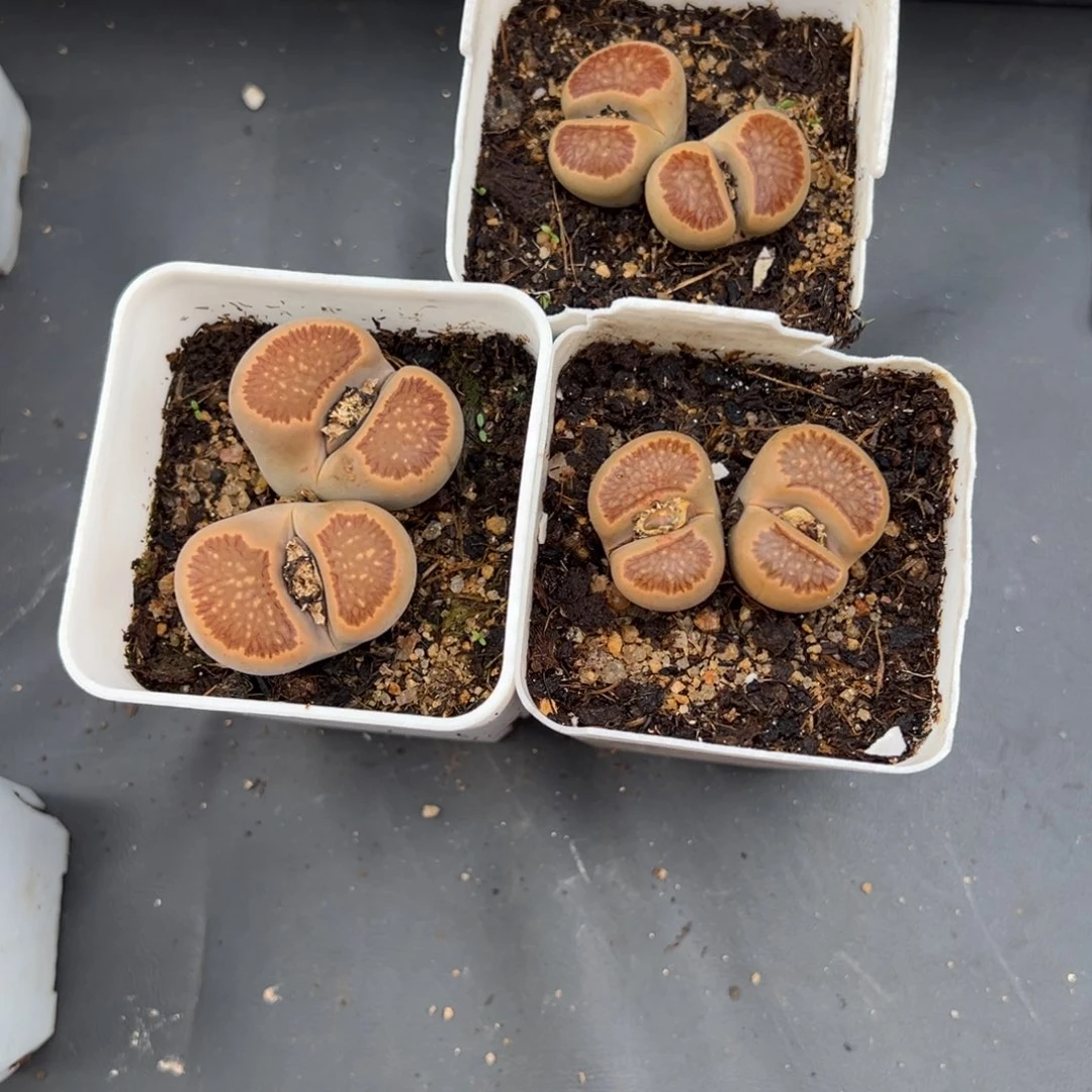 L*L1.17好看的多肉408