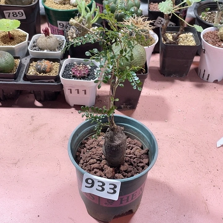 哈***️933象足漆树块根植物